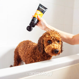 Alternative view of Animology Curly Coat Dog Shampoo 250 ml